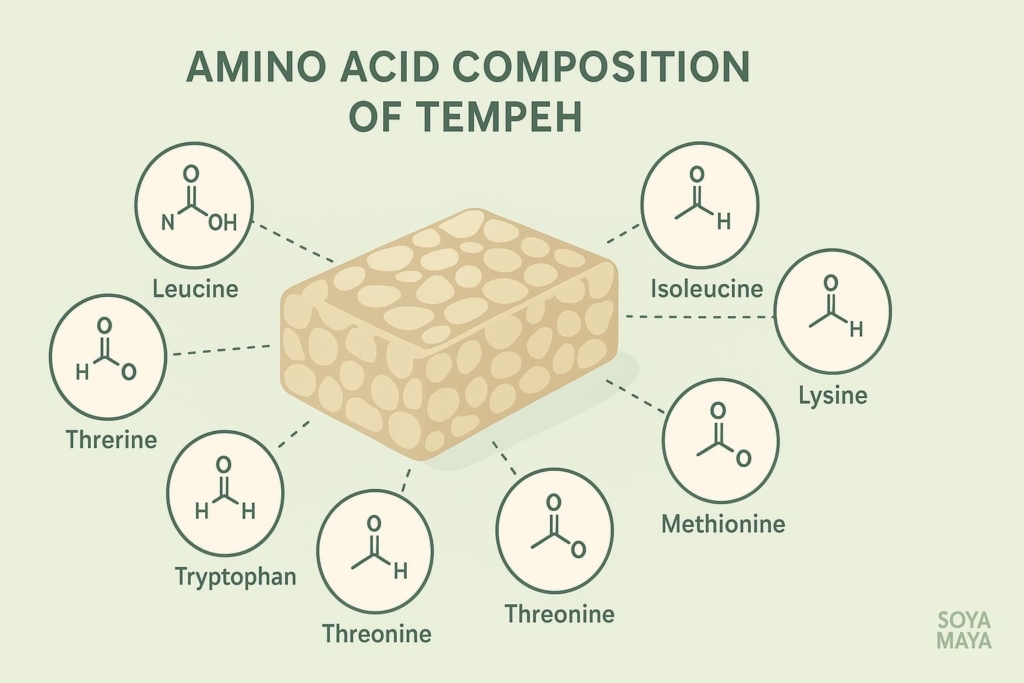 “Infographic detailing the amino acid composition of tempeh, a high-protein ingredient in Soya Maya Tempeh Chips”.