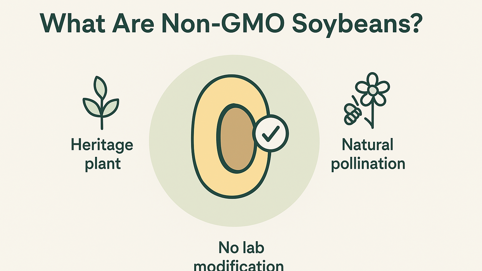 “[Why Organic Non-GMO Soybeans Are a Smarter Choice]: Visual guide highlighting the heritage, natural pollination, and lack of lab modifications that define non-GMO soybeans.”
