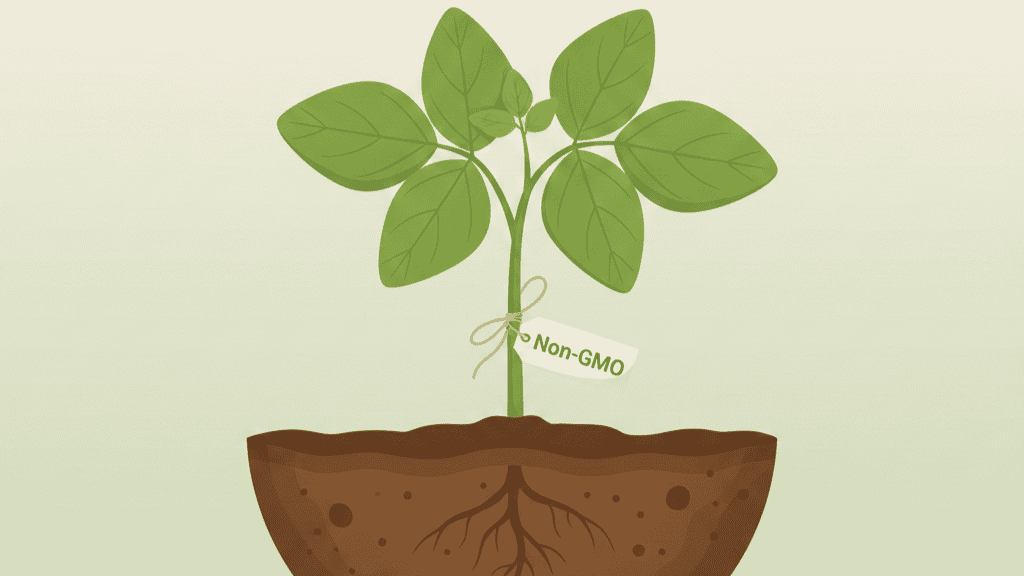 Non-GMO Soya Maya plant illustration for healthy, organic soy-based products.