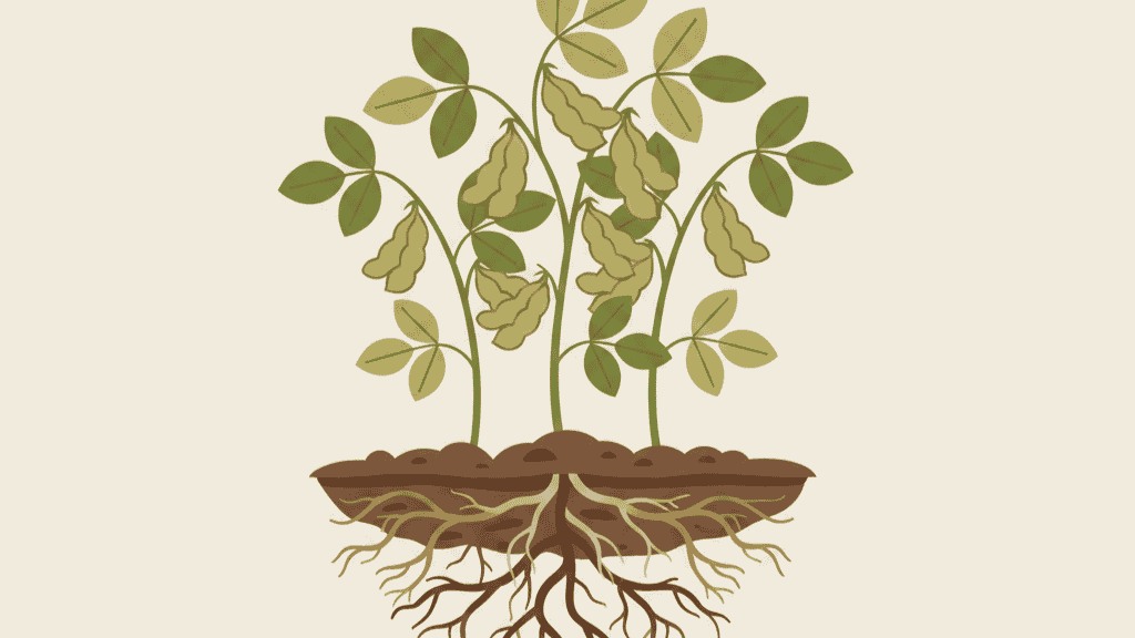 Soybean plant with roots and green pods, detailed illustration for healthy soy products.