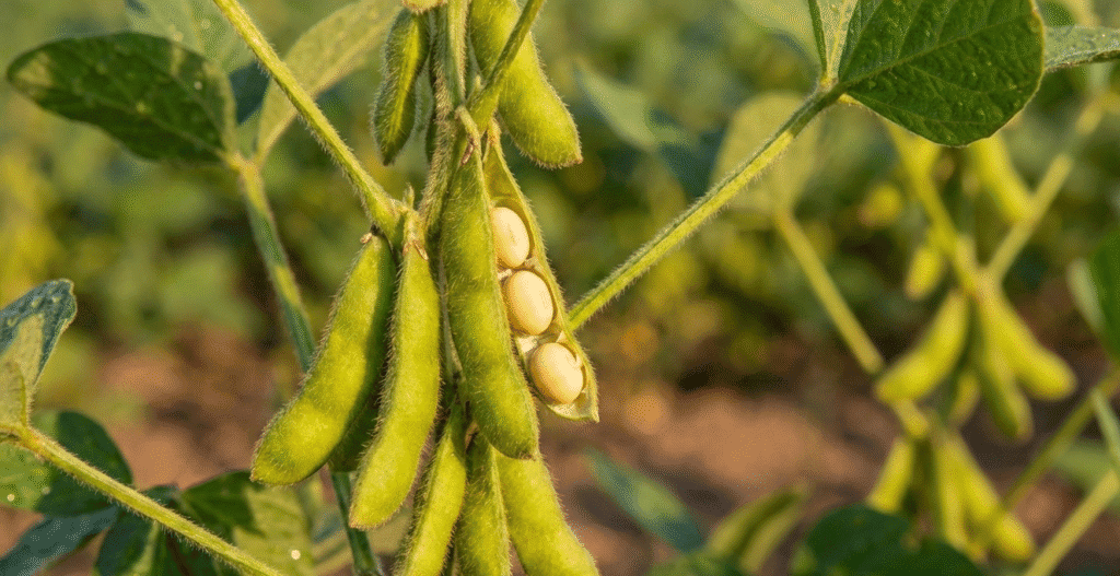 Soybean pods with beans in a soybean field, healthy and fresh.