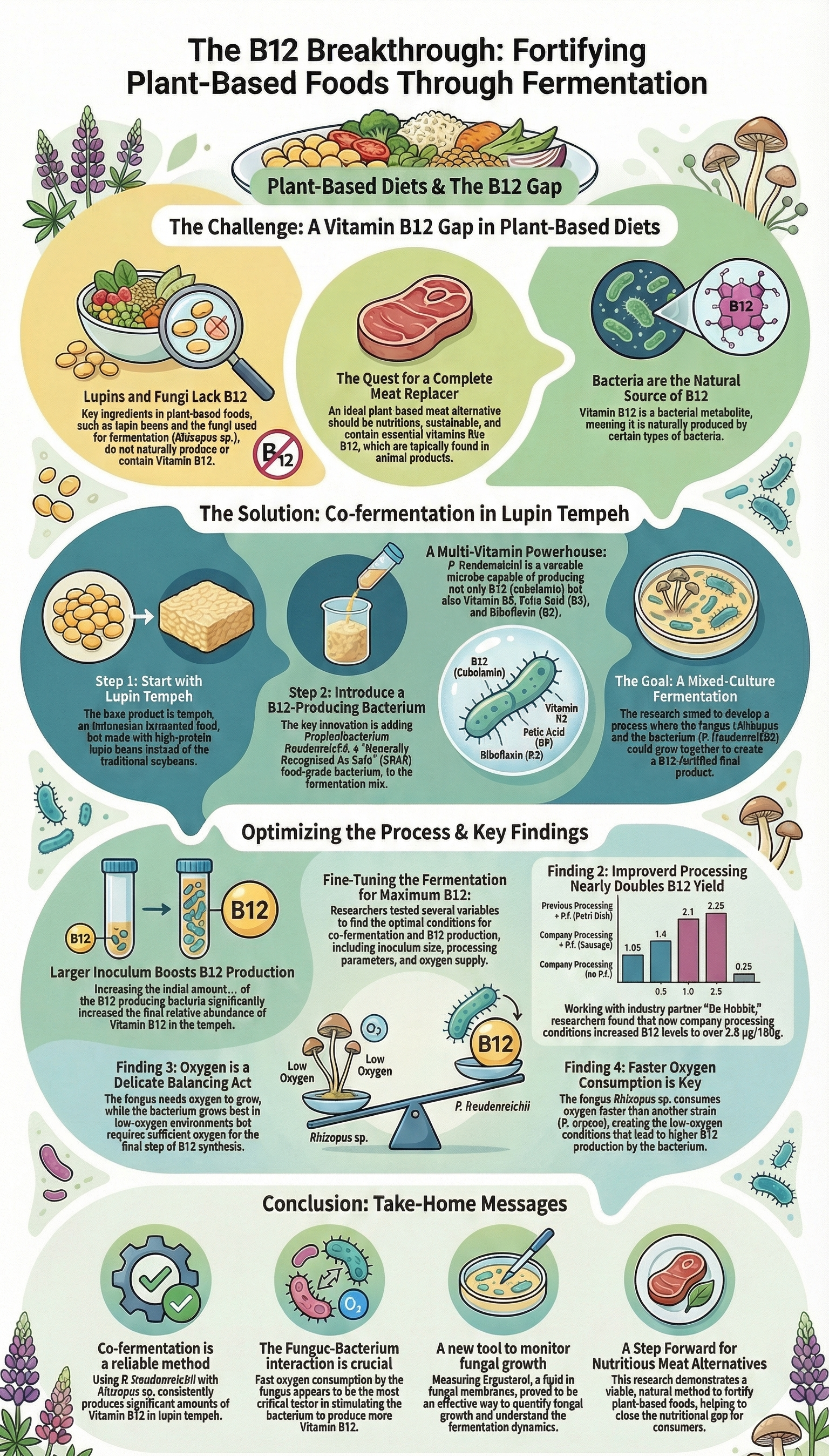 Fortifying Plant-Based Foods: Harnessing Fermentation for B12 Enrichment in Tempeh