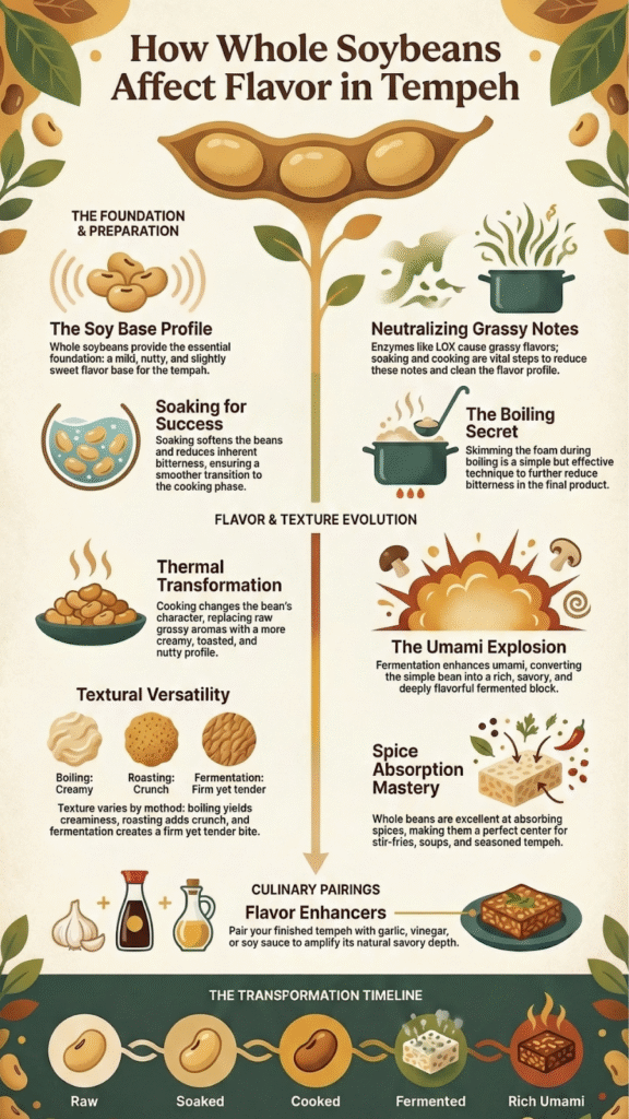 Illustrated infographic on how whole soybeans affect flavor in tempeh through soaking, cooking, fermentation, and umami development
