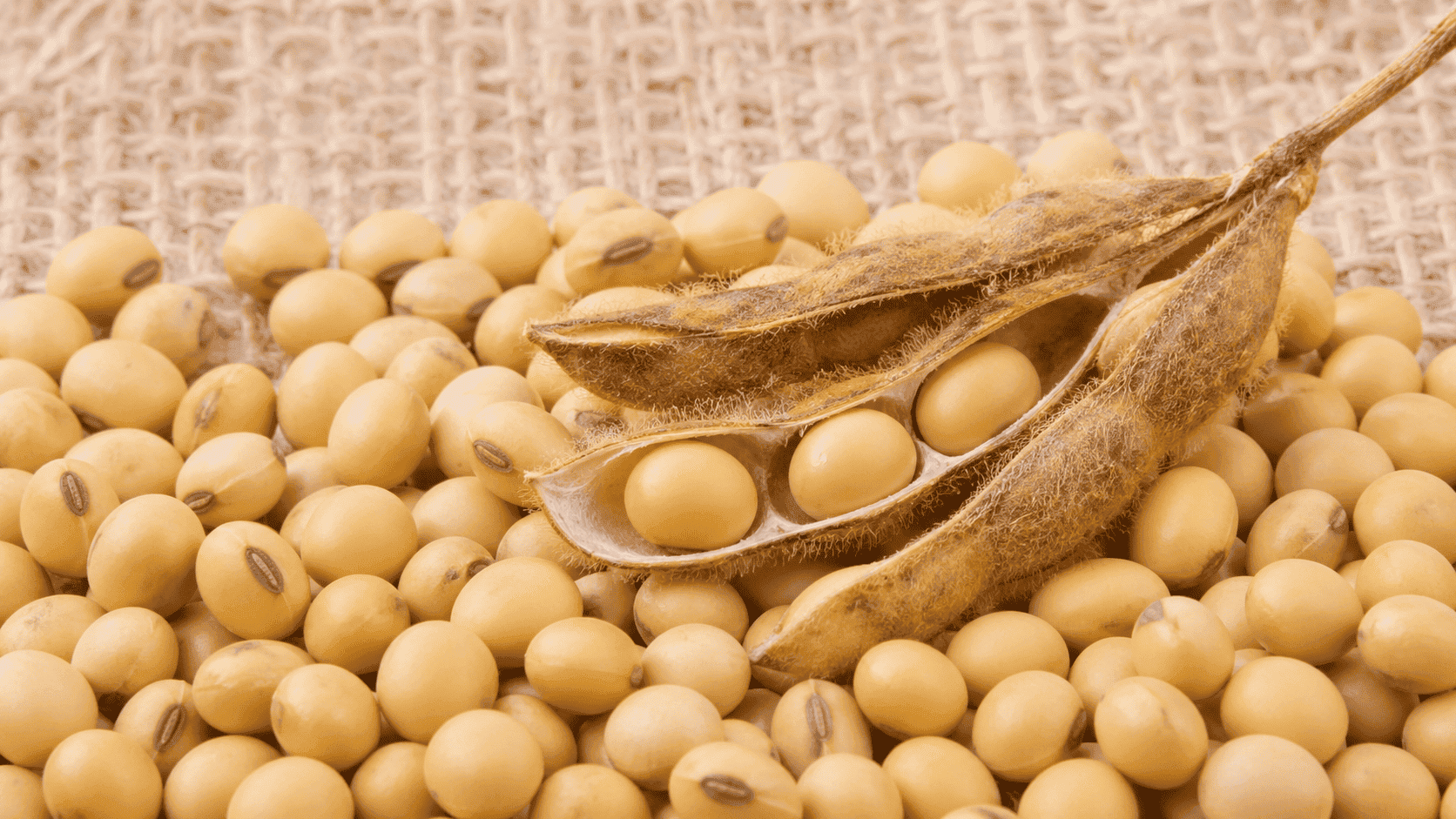 Dried soybeans with open pod on burlap, a guide on how to verify Non-GMO ingredient starts at the source
