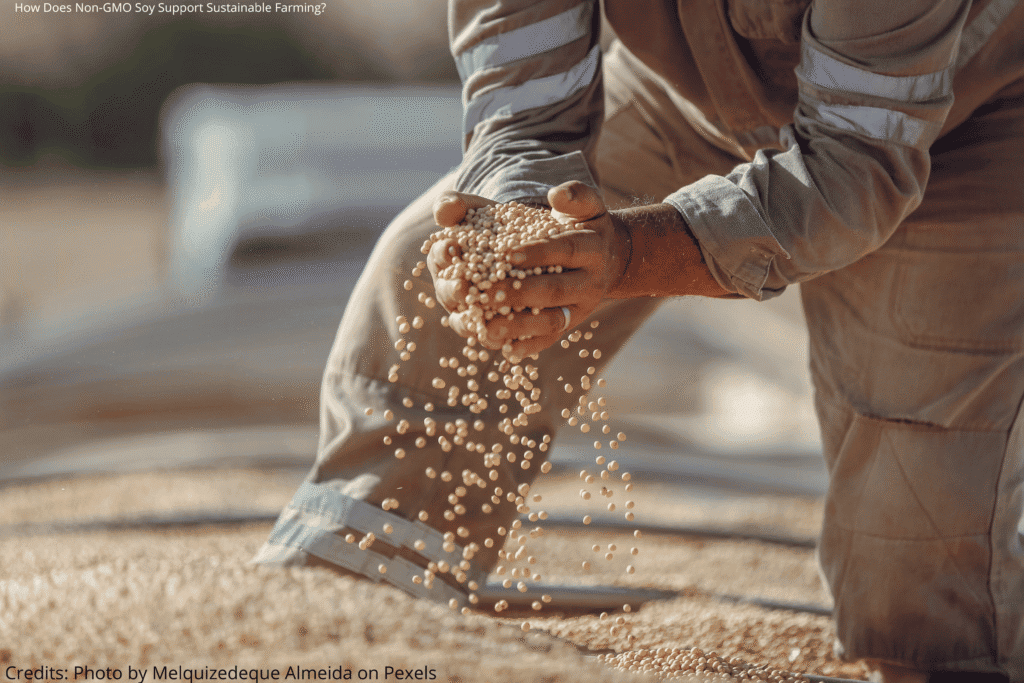 Farmer inspecting soybean harvest by hand, illustrating what are the benefits of Non-GMO soy for sustainable agriculture.