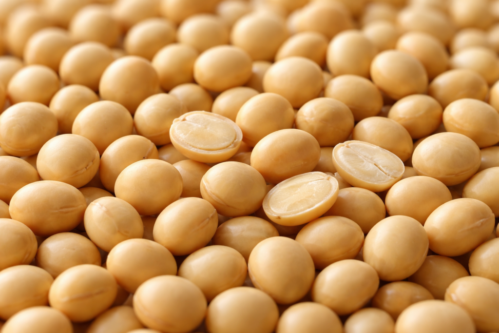 Close-up of whole and halved yellow soybeans revealing the interior, key to knowing what kind of soybeans for tempeh
