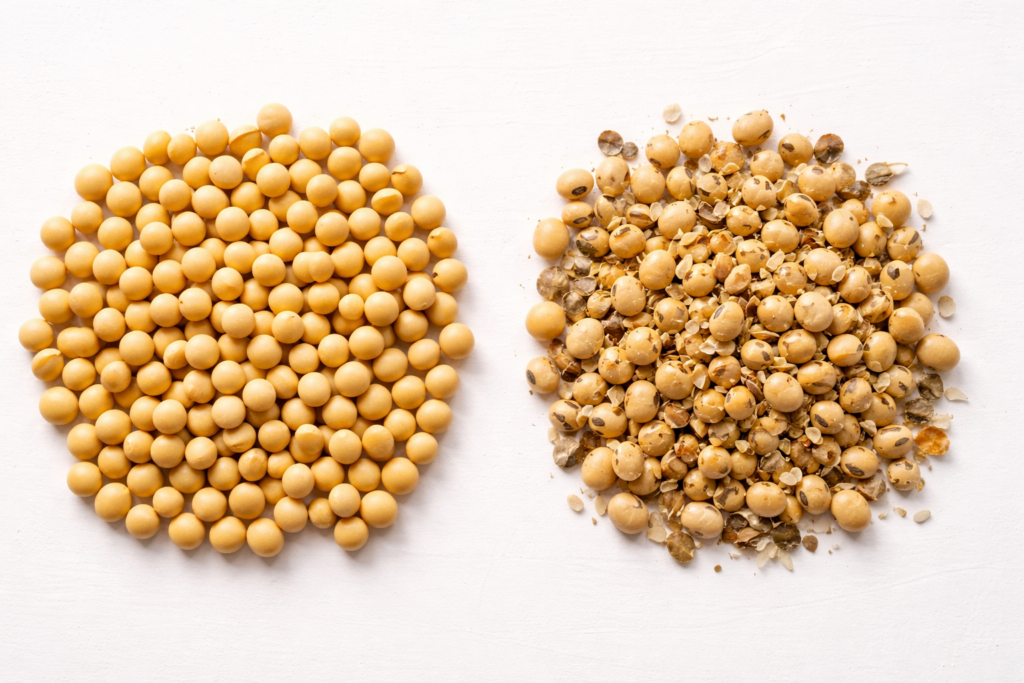 Side-by-side comparison of whole and dehulled soybeans on white background, illustrating what kind of soybeans for tempeh to choose
