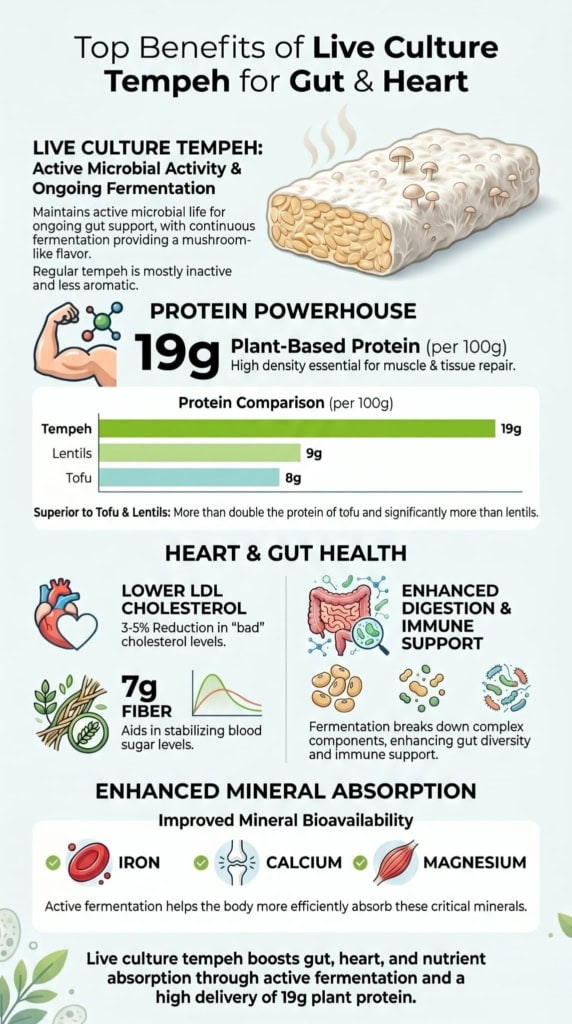 Fermented soybean block showing benefits of live culture tempeh for gut health, heart support, and enhanced mineral absorption. 