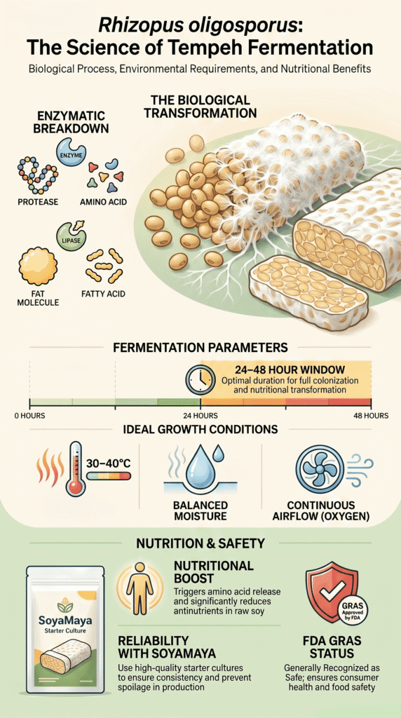 What is rhizopus oligosporus culture infographic showing fermentation science, enzymatic breakdown, and ideal growth conditions for tempeh
